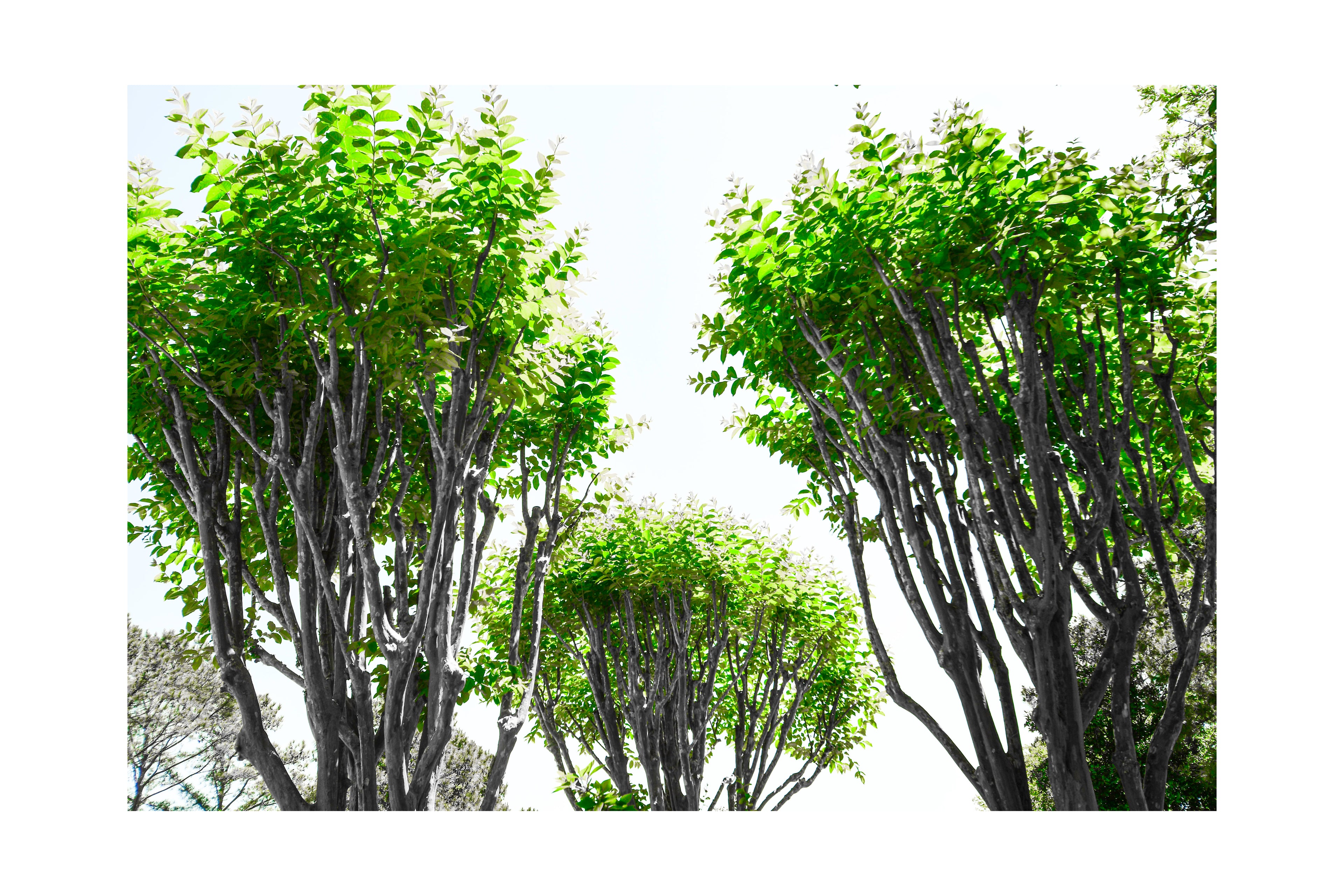 Sky Trees