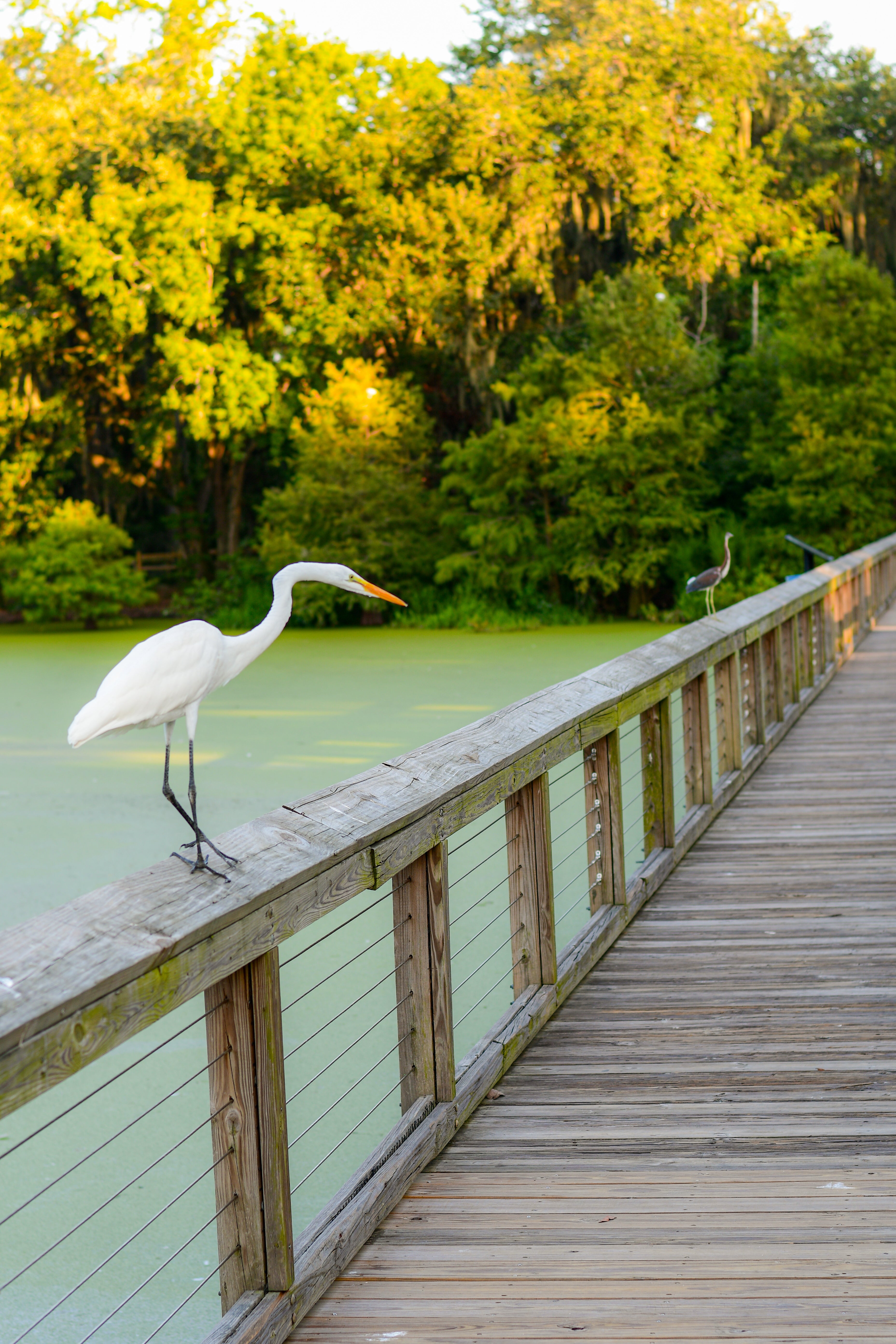 Swamp Bird